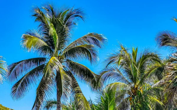 Tropical Natural Mexican Palm Tree Coconuts Blue Sky Background Zicatela — Stock Photo, Image