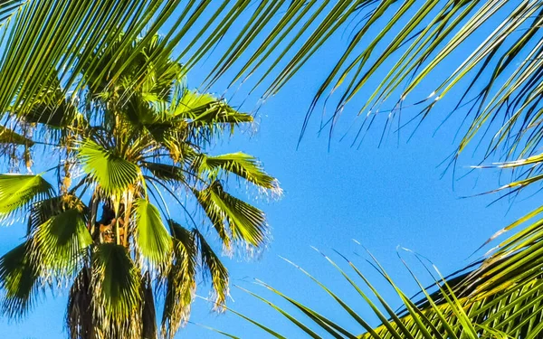 stock image Tropical natural mexican palm tree with coconuts and blue sky background in Zicatela Puerto Escondido Oaxaca Mexico.