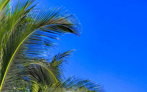 Palmier Tropical Mexicain Naturel Avec Noix Coco Fond Bleu Ciel — Photo