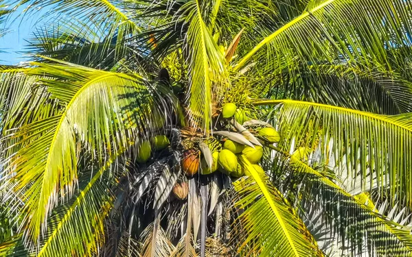 Palma Messicana Naturale Tropicale Con Noci Cocco Sfondo Cielo Blu — Foto Stock