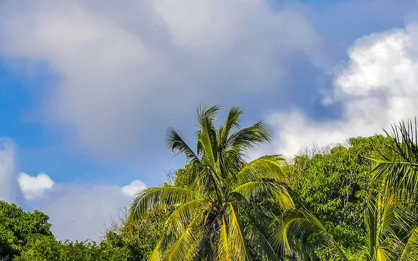 Zicatela Puerto Esconddo Oaxacaでココナッツと青空の背景を持つ熱帯の自然メキシコのヤシの木メキシコ — ストック写真