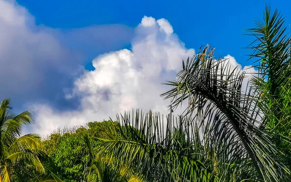 Zicatela Puerto Esconddo Oaxacaでココナッツと青空の背景を持つ熱帯の自然メキシコのヤシの木メキシコ — ストック写真