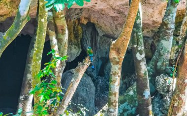 Playa del Carmen Quintana Roo Mexico 'daki Mot Mot Mot ya da MotMot' un güzel mavi cenote kuşu..