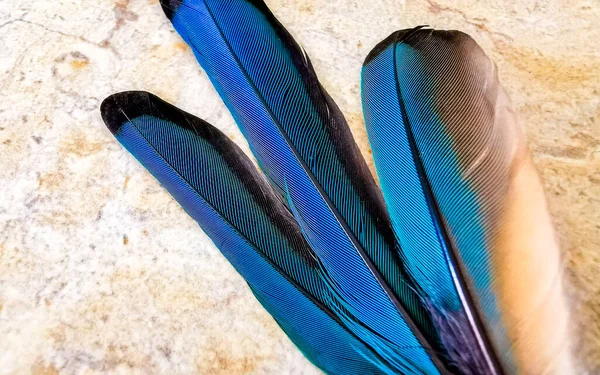 Feathers Beautiful Colorful Blue Cenote Bird Mot Mot Motmot Playa — Stock Photo, Image