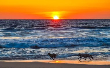 Köpekler gün batımının önünde mutlu bir şekilde koşuyor. Kumsalda sarı turuncu kırmızı ve Zicatela Puerto Escondido Oaxaca 'da tropikal doğada büyük dalga manzarası..