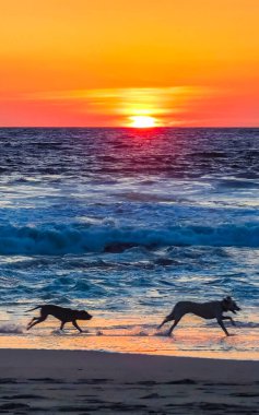 Köpekler gün batımının önünde mutlu bir şekilde koşuyor. Kumsalda sarı turuncu kırmızı ve Zicatela Puerto Escondido Oaxaca 'da tropikal doğada büyük dalga manzarası..