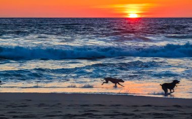 Köpekler gün batımının önünde mutlu bir şekilde koşuyor. Kumsalda sarı turuncu kırmızı ve Zicatela Puerto Escondido Oaxaca 'da tropikal doğada büyük dalga manzarası..