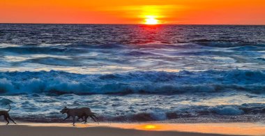 Köpekler gün batımının önünde mutlu bir şekilde koşuyor. Kumsalda sarı turuncu kırmızı ve Zicatela Puerto Escondido Oaxaca 'da tropikal doğada büyük dalga manzarası..