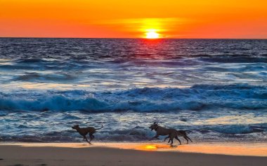 Köpekler gün batımının önünde mutlu bir şekilde koşuyor. Kumsalda sarı turuncu kırmızı ve Zicatela Puerto Escondido Oaxaca 'da tropikal doğada büyük dalga manzarası..