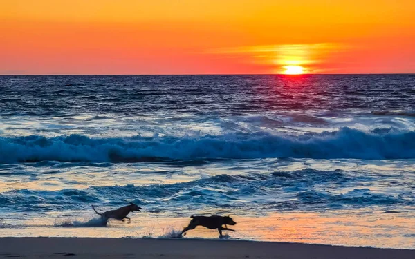 Dogs Running Happily Front Sunset Yellow Orange Red Beach Big — Stock Photo, Image