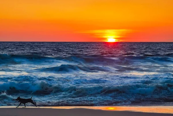 Собаки Счастливо Бегают Перед Закатом Желтом Оранжево Красном Пляже Большая — стоковое фото