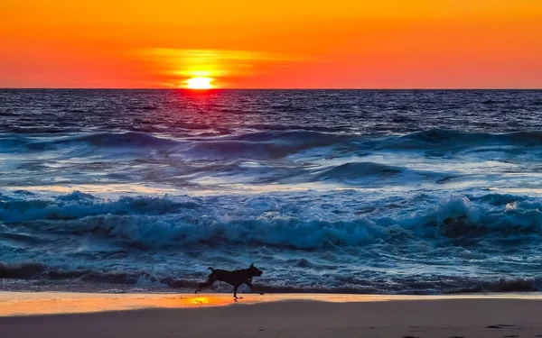 Dogs Running Happily Front Sunset Yellow Orange Red Beach Big — Stock Photo, Image