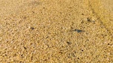 Küçük kum yengeci, Zicatela Puerto Escondido Oaxaca 'daki kumsalda kazı yapıyor..