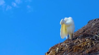 Palapa 'nın çatısındaki büyük beyaz balıkçıl kuşu Holbox Adası Meksika' da mavi gökyüzü geçmişine sahip..