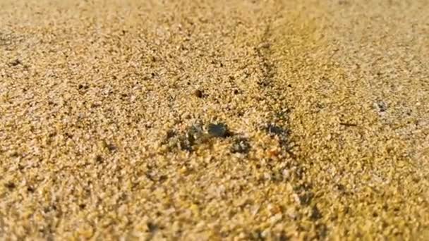 Μικροσκοπική Άμμο Καβούρι Παραλία Καβούρι Τρέχει Και Σκάψει Γύρω Από — Αρχείο Βίντεο