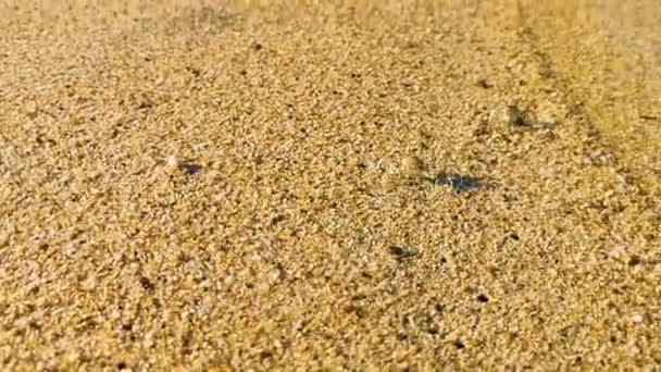 Μικροσκοπική Άμμο Καβούρι Παραλία Καβούρι Τρέχει Και Σκάψει Γύρω Από — Αρχείο Βίντεο