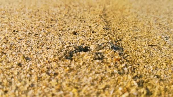 Piccola Spiaggia Granchio Sabbia Granchio Correre Scavare Giro Sulla Spiaggia — Video Stock