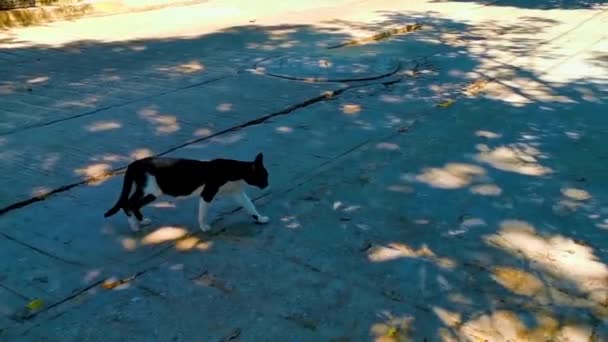 Ασπρόμαυρη Αδέσποτη Γάτα Στην Τοποθεσία Zicatela Puerto Escondido Oaxaca Μεξικό — Αρχείο Βίντεο