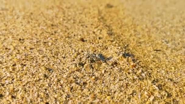 Маленький Піщаний Краб Біжить Копає Навколо Піску Пляжі Пуерто Ескондідо — стокове відео