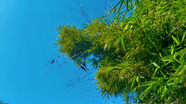 Cuervos Negros Córvidos Sentados Rama Con Fondo Cielo Azul Zicatela — Vídeos de Stock