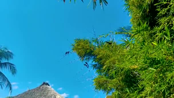 Černé Vrány Corvids Sedí Větvi Modrým Nebem Pozadí Zicatela Puerto — Stock video