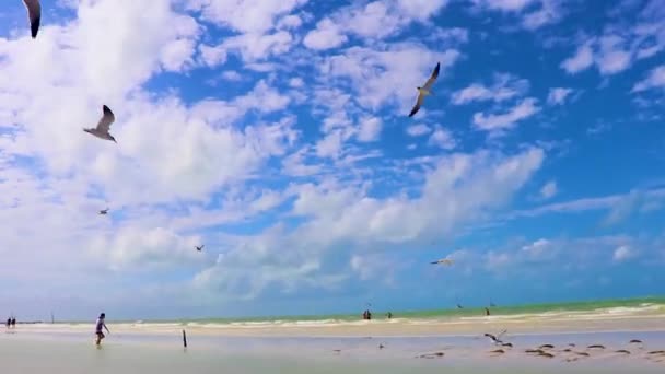 Holbox Mexico December 2021 Zittende Meeuwen Vogels Panorama Landschap Uitzicht — Stockvideo