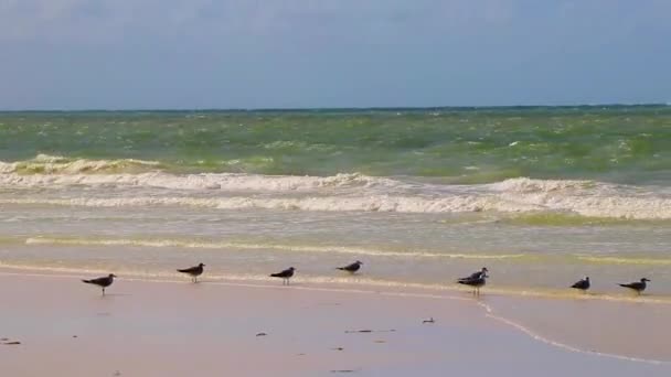 Gaivotas Sentadas Pássaros Vista Panorâmica Paisagem Bela Ilha Holbox Banco — Vídeo de Stock