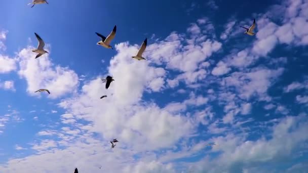 Siedzące Mewy Ptaków Panoramę Krajobrazu Pięknej Wyspie Holbox Piaskownica Plaża — Wideo stockowe