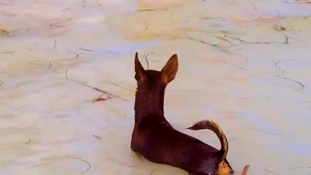 Mexican Cute Playful Brown Russian Toy Terrier Dog Beach Sandbank — Stockvideo