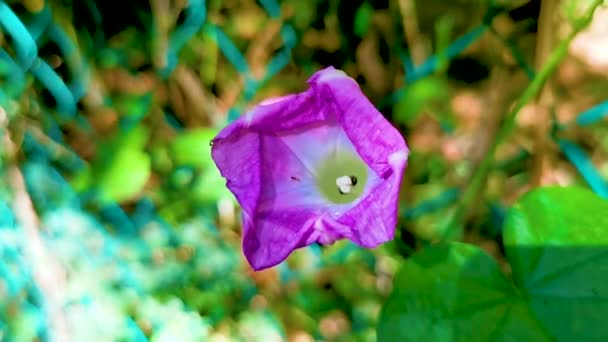 Schöne Morning Glory Pflanze Blume Morgengrauen Wald Zicatela Puerto Escondido — Stockvideo