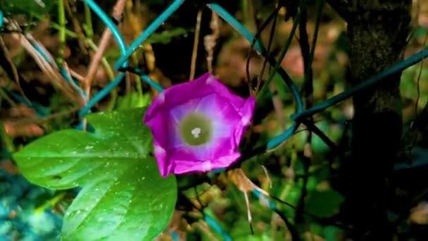 Piękny Poranek Chwała Roślin Kwiat Świcie Lesie Zicatela Puerto Escondido — Wideo stockowe