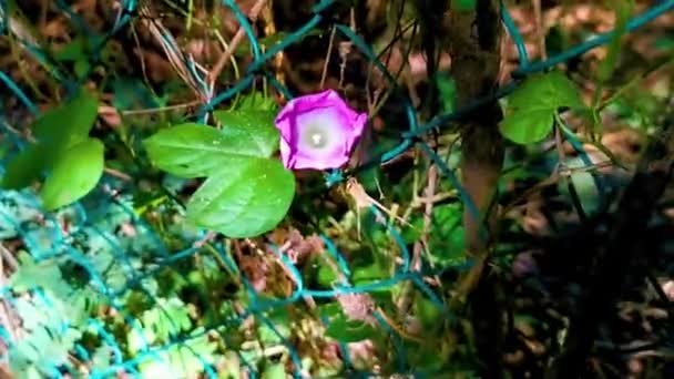 Όμορφη Πρωινή Δόξα Φυτό Λουλούδι Την Αυγή Στο Δάσος Στο — Αρχείο Βίντεο