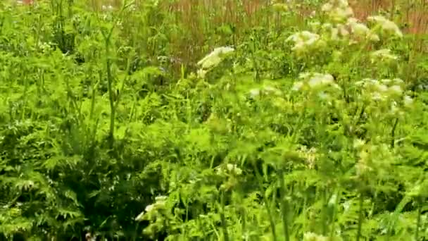 Hermosas Flores Pradera Perifollo Sobre Fondo Verde Dique Dique Imsum — Vídeos de Stock