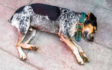 Sokak köpeği Zicatela Puerto Escondido Oaxaca 'da uyuyor ve dinleniyor..