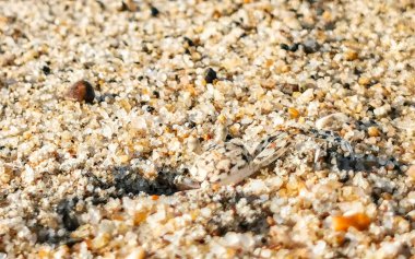 Küçük kum yengeci, Zicatela Puerto Escondido Oaxaca 'daki kumsalda kazı yapıyor..