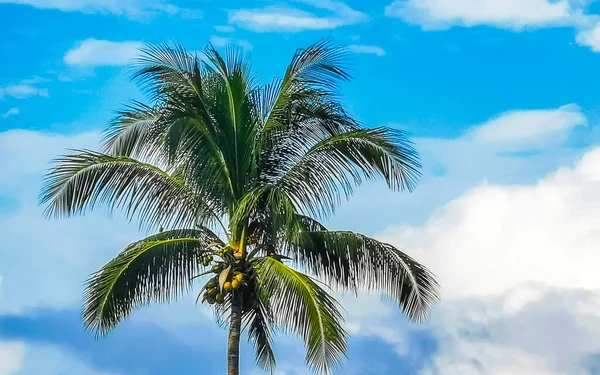 Tropische Natürliche Mexikanische Palme Mit Kokosnüssen Und Blauem Himmel Zicatela — Stockfoto