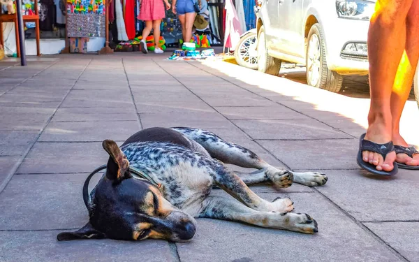 Zbloudilý Pes Spí Odpočívá Ulici Zicatela Puerto Escondido Oaxaca Mexiko — Stock fotografie