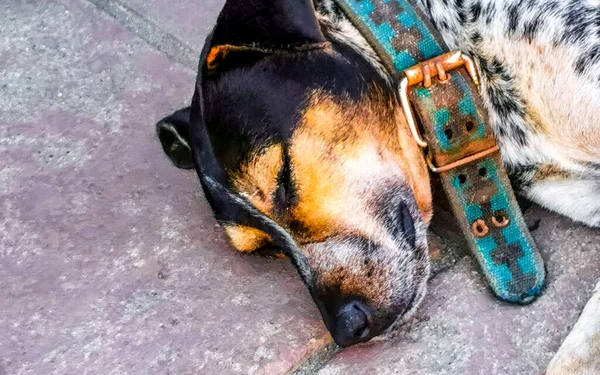 Бродячая Собака Спит Отдыхает Улице Zicatela Пуэрто Эскондидо Оахака Мексика — стоковое фото