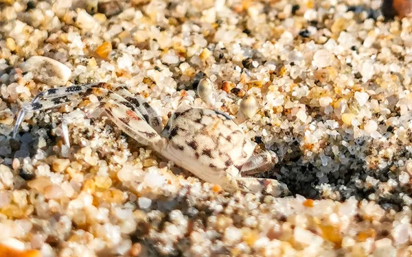 Маленький Піщаний Краб Біжить Копає Навколо Піску Пляжі Пуерто Ескондідо — стокове фото