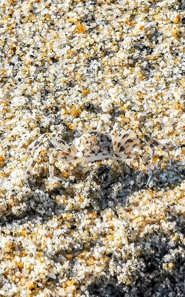 Μικροσκοπική Άμμο Καβούρι Παραλία Καβούρι Τρέχει Και Σκάψει Γύρω Από — Φωτογραφία Αρχείου