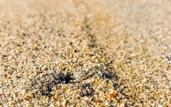 Caranguejo Areia Minúsculo Praia Caranguejo Correr Cavar Torno Areia Praia — Fotografia de Stock