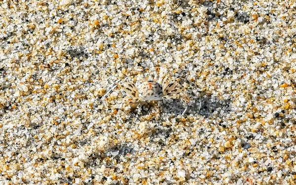 Winzige Sandkrabben Strandkrabben Laufen Und Graben Auf Dem Strand Sand — Stockfoto