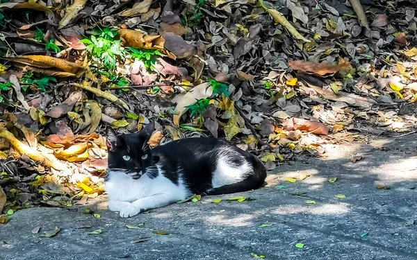 Чорно Білий Бездомний Кіт Місцевості Острові Сікатела Пуерто Ескондідо Оахака — стокове фото