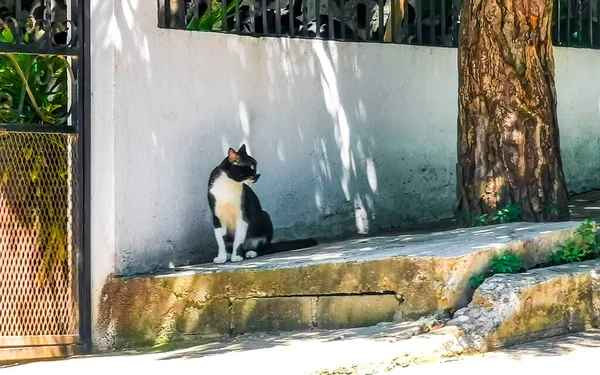 Чорно Білий Бездомний Кіт Місцевості Острові Сікатела Пуерто Ескондідо Оахака — стокове фото