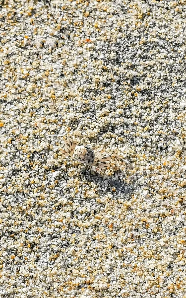 Μικροσκοπική Άμμο Καβούρι Παραλία Καβούρι Τρέχει Και Σκάψει Γύρω Από — Φωτογραφία Αρχείου