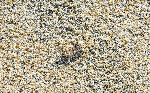 Tiny sand crab beach crab run and dig around on the beach sand in Zicatela Puerto Escondido Oaxaca Mexico.