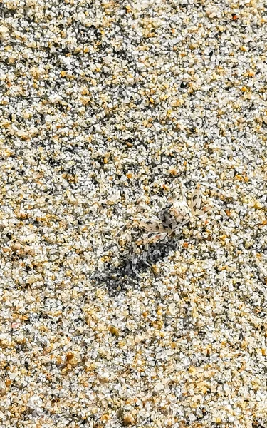 모래게가 달려서 멕시코 푸에르토에 오악사카에 모래를 — 스톡 사진