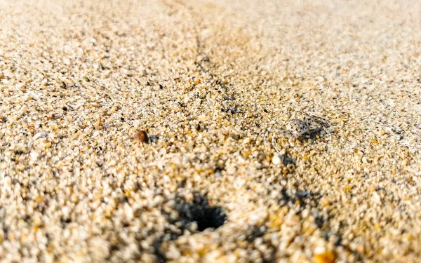 Winzige Sandkrabben Strandkrabben Laufen Und Graben Auf Dem Strand Sand — Stockfoto
