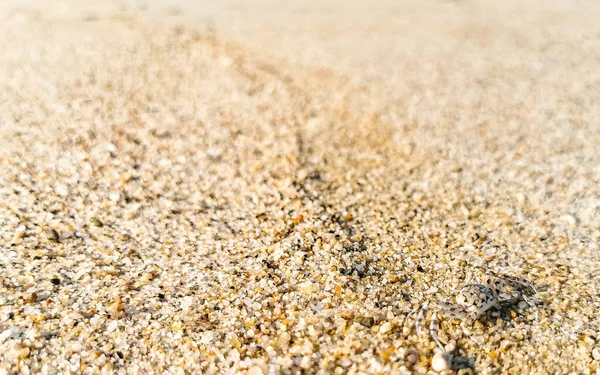 모래게가 달려서 멕시코 푸에르토에 오악사카에 모래를 — 스톡 사진