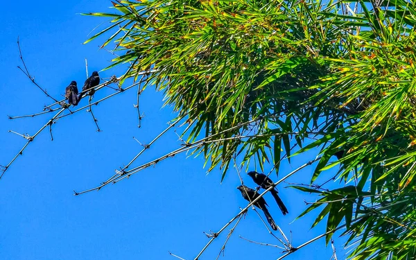 Black Crows Corvids Sitting Branch Blue Sky Background Zicatela Puerto — Stock Photo, Image